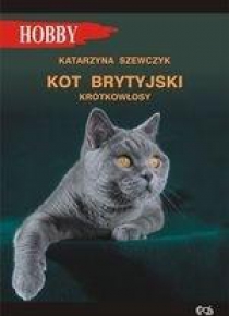 Kot brytyjski krótkowłosy w.2