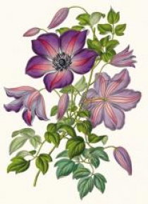 Karnet B6 z kopertą Clematis Viticella Venosa