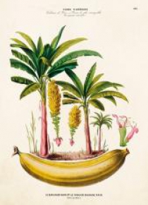 Karnet ST306 B6 + koperta Bananowce