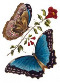 Karnet B6 z kopertą Azure Blue Butterfly