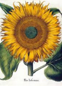 Karnet B6 z kopertą Sunflower