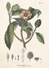 Karnet ST299 B6 + koperta Magnolia