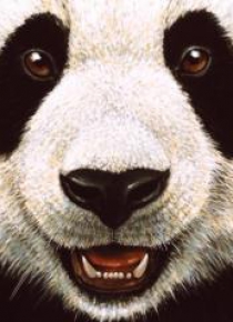 Karnet kwadrat z kopertą Panda