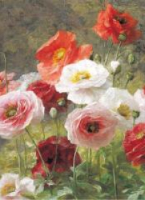 Karnet kwadrat z kopertą Poppies