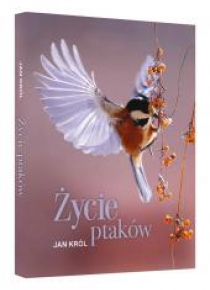 Życie ptaków