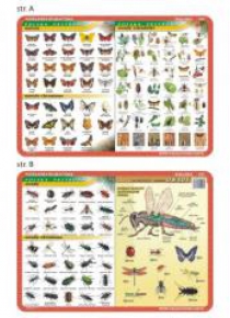 Podkładka edu. 025 - Motyle, owady, anatomia..