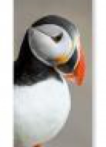 Zakładka do książki Puffin