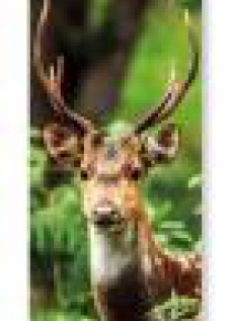 Zakładka do książki Chital Deer