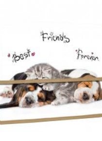 Teczka z klapką na rzepy A4 PP Animals