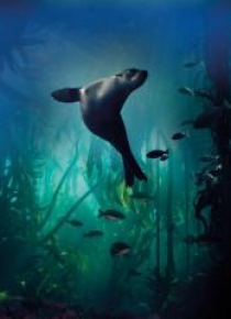 Karnet kwadrat z kopertą Galapagos Sea Lion
