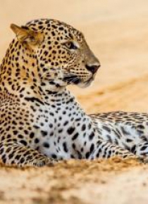 Karnet kwadrat z kopertą Leopard in sand
