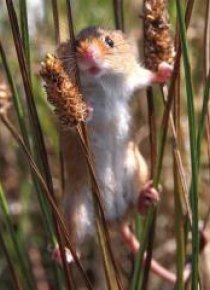 Karnet kwadrat z kopertą Harvest Mouse
