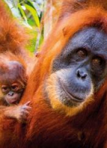 Karnet kwadrat z kopertą Sumatran Orangutan and Ba