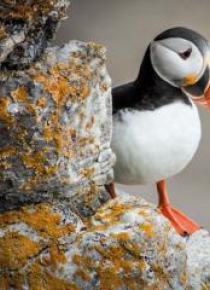Karnet kwadrat z kopertą Puffin