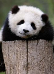 Karnet kwadrat z kopertą Giant Panda Baby