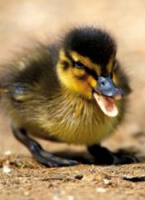 Karnet kwadrat z kopertą Mallard Duckiling