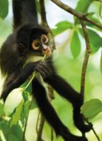 Karnet kwadrat z kopertą Spider Monkey