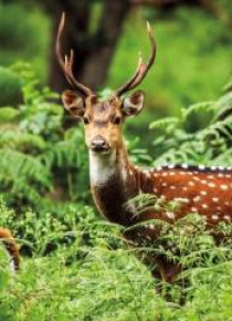 Karnet kwadrat z kopertą A Chital Deer