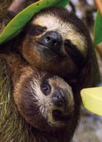 Karnet kwadrat z kopertą Three-toed Pygmy Sloth