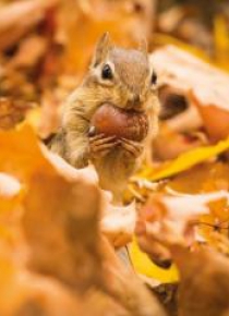 Karnet kwadrat z kopertą Chipmunk with an acorn