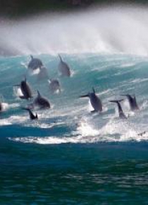 Karnet kwadrat z kopertą Surfing Bottlenose Doplhi