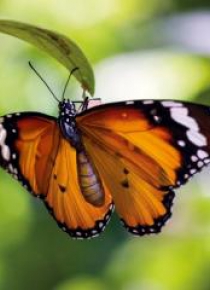 Karnet kwadrat z kopertą Tiger Butterfly