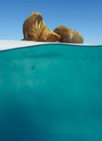 Karnet kwadrat z kopertą Walrus Mother and Calf