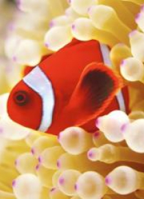 Karnet kwadrat z kopertą Clownfish in sea anemone