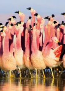Karnet kwadrat z kopertą Andean Flamingoes