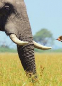 Karnet kwadrat z kopertą African Bull Elephant