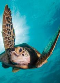 Karnet kwadrat z kopertą Green Turtle