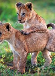 Karnet kwadrat z kopertą Lion Cubs