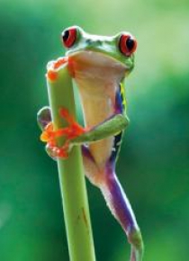 Karnet kwadrat z kopertą Red Eyed Frog