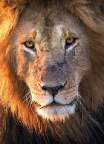 Karnet kwadrat z kopertą Male Lion