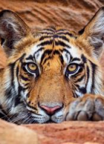 Karnet kwadrat z kopertą Tiger cub