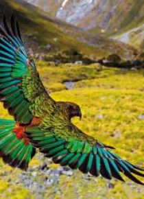 Karnet kwadrat z kopertą Alpine Parrot