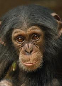 Karnet kwadrat z kopertą Baby Chimp