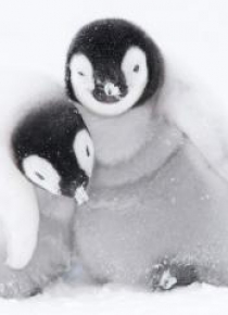 Karnet kwadrat z kopertą A pair of Emperor Penguin