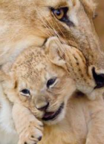 Karnet kwadrat z kopertą Lioness and cub
