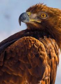 Karnet kwadrat z kopertą Golden Eagle