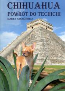 Chihuahua powrót do techichi