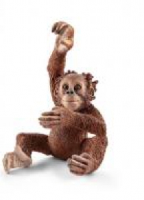Orangutan młody