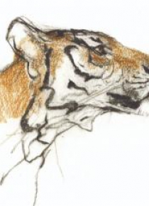 Karnet kwadrat z kopertą Head of a Tiger