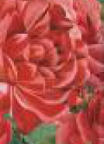Zakładka do książki 9084 Rose opakowanie 2 sztuki