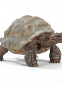 Żółw gigant