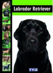 Labrador retriever REA